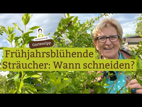 When to prune spring-flowering plants? The right time for forsythia, weigela, and other ornamenta...