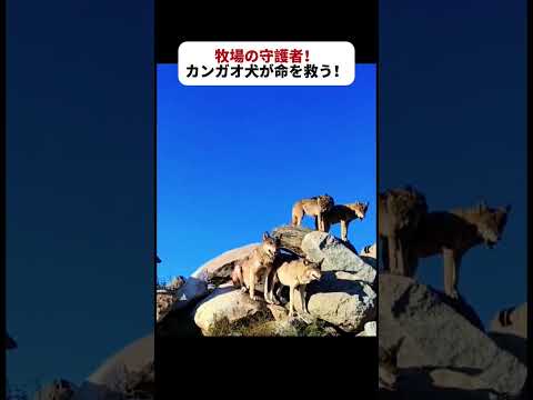 牧場の守護者！ カンガオ犬が命を救う！  #カンガオ犬 #オオカミ #牧場 #動物の戦い #野生体験
