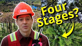 Forest Stand Development - The 4-Stage Model