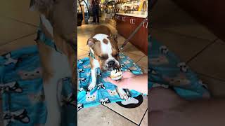 Video preview image #1 Bull-Boxer Puppy For Sale in Marina Del Rey, CA, USA