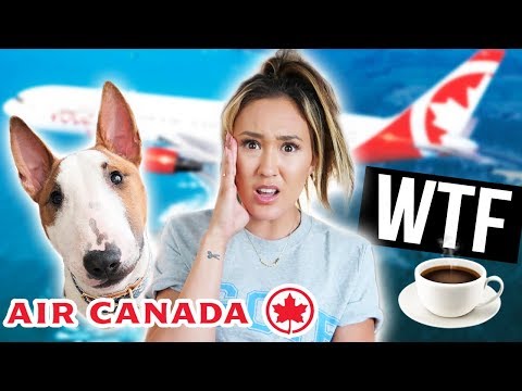 AIRLINE HARASSED MY DOG AND I Video