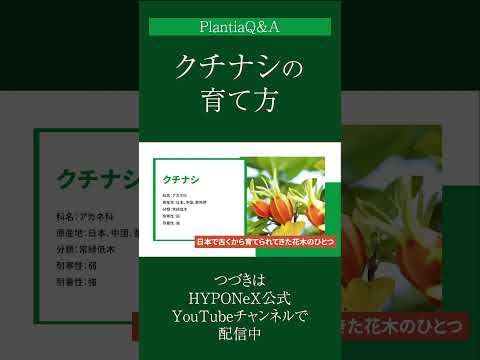 クチナシの越冬方法は？魅惑的な花を霜から守るにはどうすればよいですか？  庭園