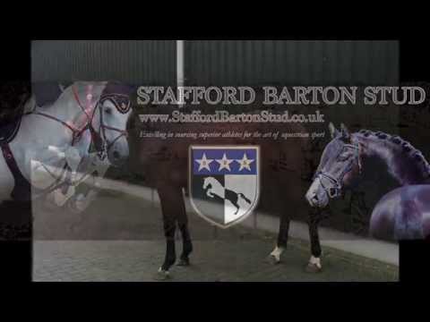 2013 mare by Diarado x Zidane