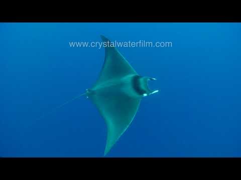 Hidden in the Mediterranean Sea - Devil Rays (Mobula mobular) - rare footage