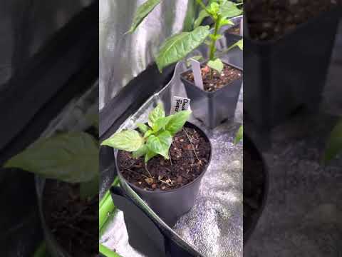 Super hot pepper Germination grow tent for Hot Peppers