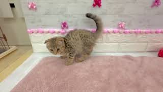 スコティッシュフォールドの動画01