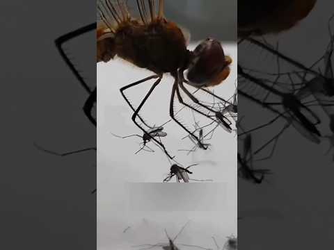 How Dragonflies Kill Mosquitoes 😨