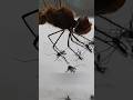 How Dragonflies Kill Mosquitoes 😨