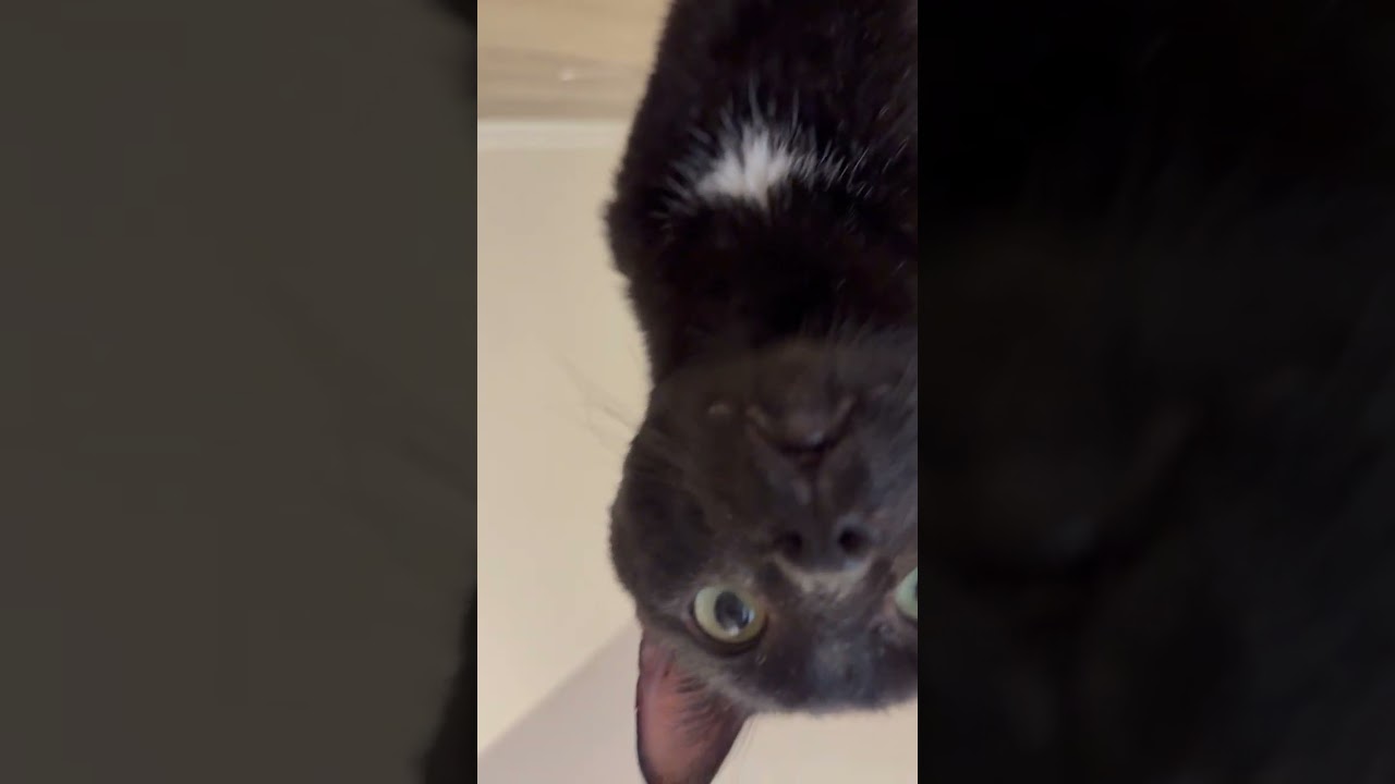 Enlarge Atom, a Adoptable Domestic Short Hair in New York, NY video 6/6