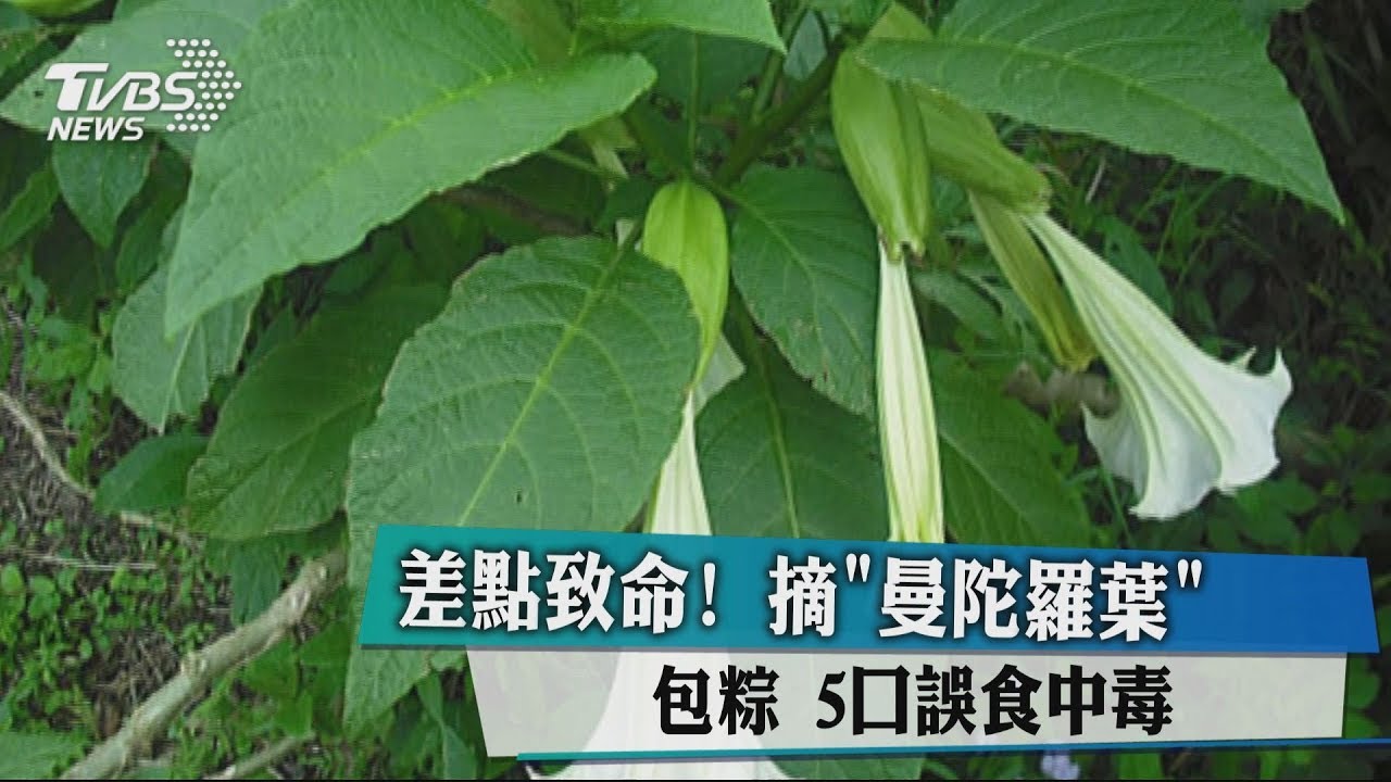 險奪5命!摘「曼陀羅葉」包粽 5口誤食中毒