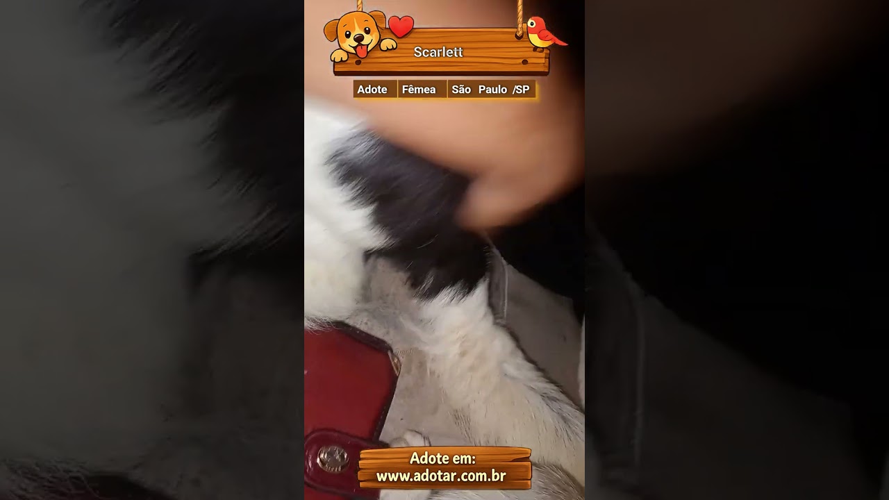 Cachorro raça SRD-ViraLata idade 2 anos nome Scarlett