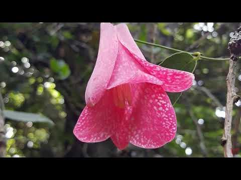 Лапажерия (лат.  Lapageria, исп.  Copihue), или Чилийский колокольчик