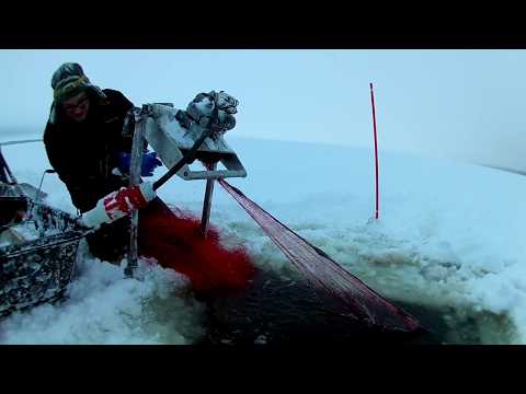 Talviverkkojen kokeminen