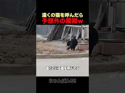 遠くの猫を呼んだら予想外の展開になったｗ