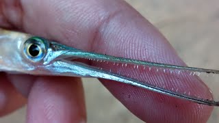 preview picture of video 'Needle fish or Garfish Interesting Facts | Today's Special'