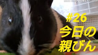 【モルモット】今日の親びん#26 ロメインレタスで上機嫌❗️【guineapig】