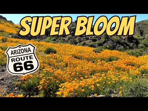 Super Bloom Wildflowers US Route 66 Oatman AZ