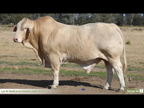 Lot 14 Wellcamp Unbelievable U524 C5