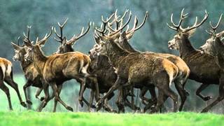 Clip Song HD  Kenny G   Morning