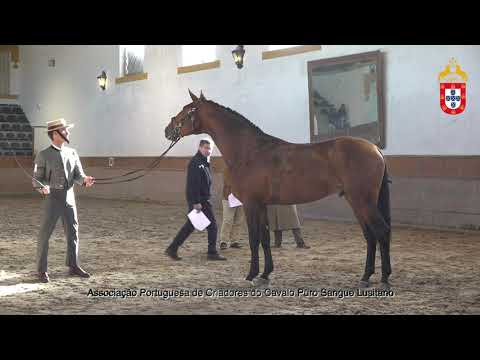 230128 21 Poker da Lagoalva - Aprovação de Garanhões