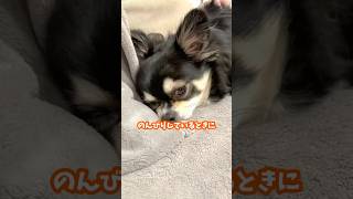 犬、ママに好き放題撫でられる。  #犬との暮らし #chihuahua #dog