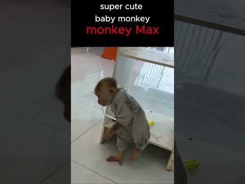 Oh my god! What is monkey Max doing? #monkey #funnyanimal #Short