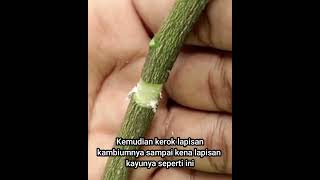 Download lagu The correct and proper way to graft mp3