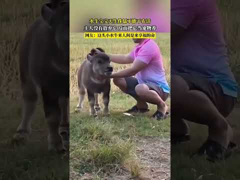 😍 谁懂啊！不能干活的小水牛，被主人宠成了小宝贝！ #万万没想到 #搞笑 #人间真实# 治愈系 #萌宠日常 #暖心故事