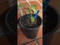 🍌🌴 ICE CREAM BLUE JAVA BANANA TREE 🍌🌴 SANTA CRUZ CALIFORNIA