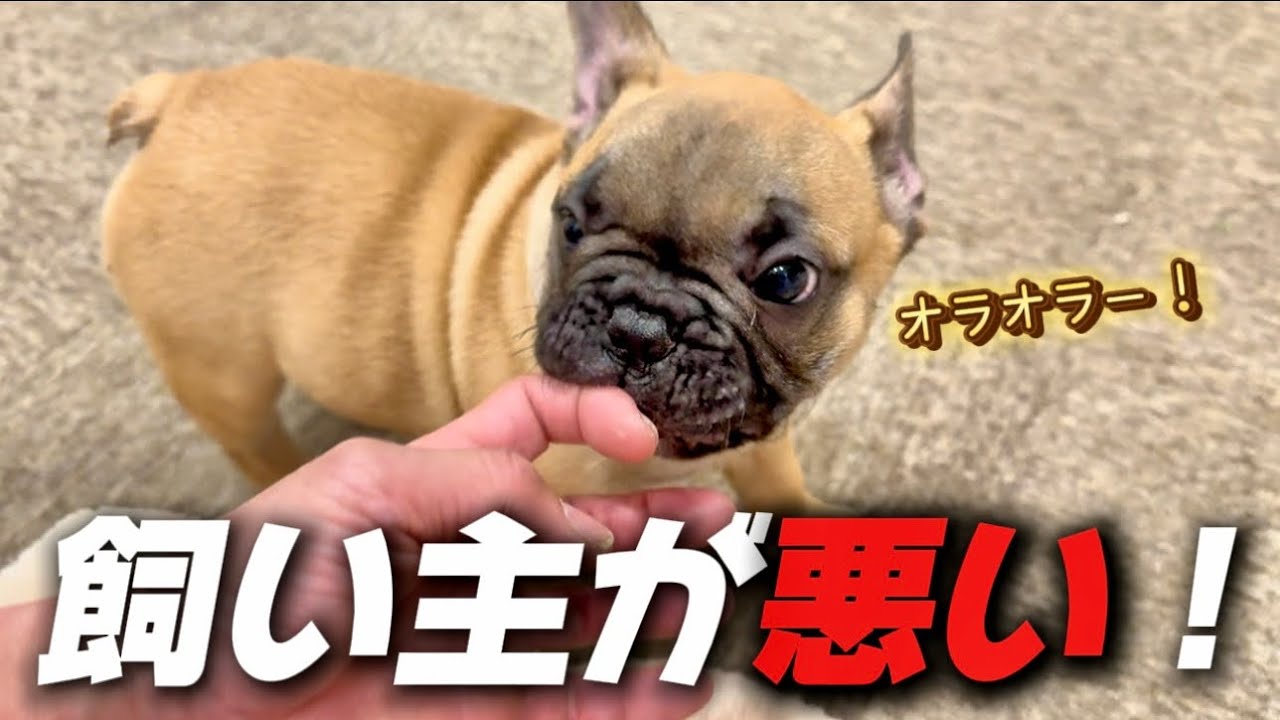 【子犬お迎え】ぜーんぶ飼い主が悪い子犬の甘やかし