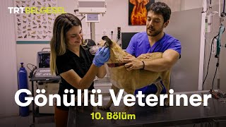 Gönüllü Veteriner | 10. Bölüm | TRT Belgesel