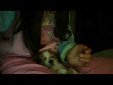 Perro se queda dormido