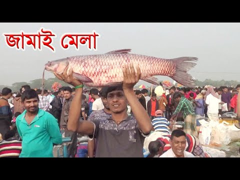 গাজীপুরের বিনিরাইলে বসেছে জমজমাট ‘জামাই মেলা’