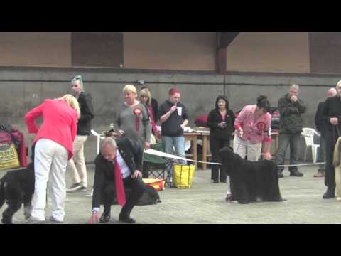 WAHC Ch Show 2013   Parade of Champions