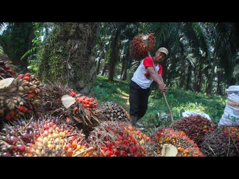 Mokamo Populaire, Kwenda Sakana ve Yo ke mpasi (Si Vetuka)