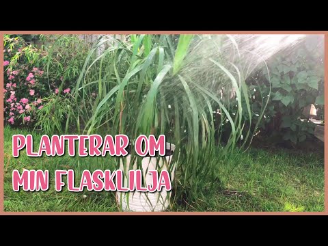 Planterar om min flasklilja