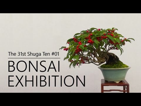 SHOHIN BONSAI EXHIBITION｜Fruits and leafed-out branches, autumn in BONSAI｜The 31st Shuga-ten
