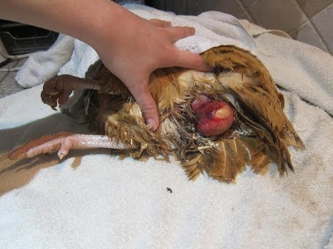 , title : 'Fixing/treating a chicken prolapse vent & removing a bound egg'