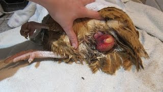 Fixing/treating a chicken prolapse vent & removing a bound egg