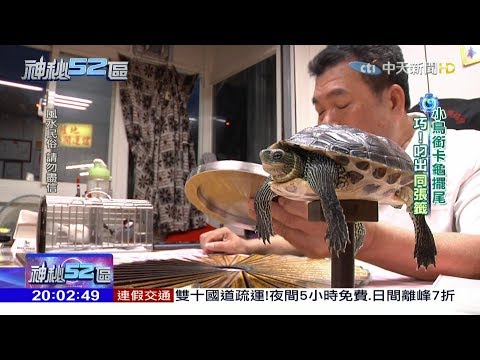 鄭老師(龜鳥伯)命理服務處