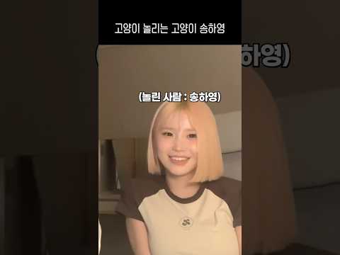 고양이 놀리는 고양이 송하영