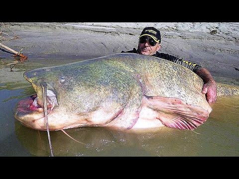 image-What is the biggest fish ever in history?