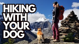 Hiking With Your Dog: 12 Tips to Keep Hikes Fun and Safe