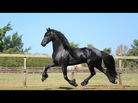 Conheça o recanto da Raça Friesian