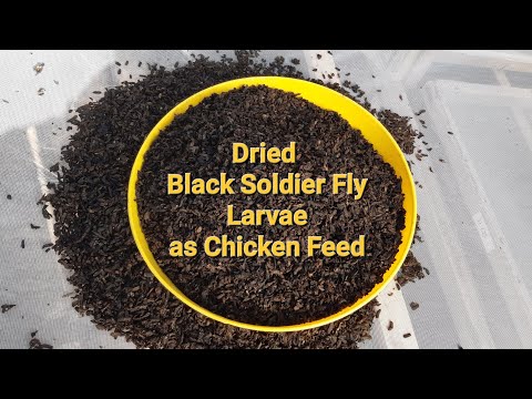 How I make cheap Chicken Feed from Black Sodlier Fly Larvae