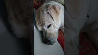 #trending #dog #funny #instagram #comedy #gaming #bigfan #gym #monster_9129 #goodnight #god #shorts