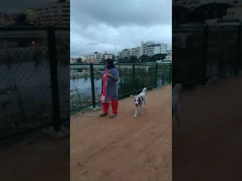 this random doggy helps mom walk the whole stretch