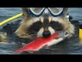 Scuba Raccoon