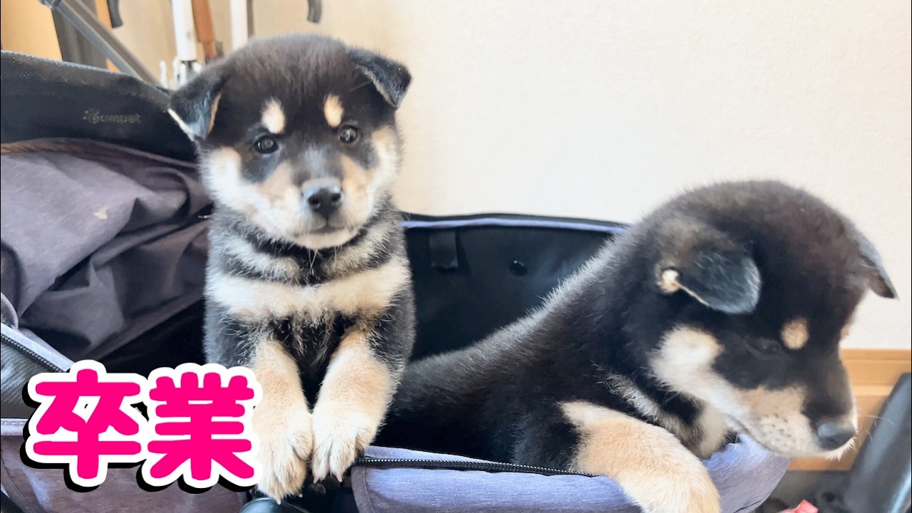 【柴犬 子犬】巣立ちの時を迎えた子犬たち。そして、母業の卒業。