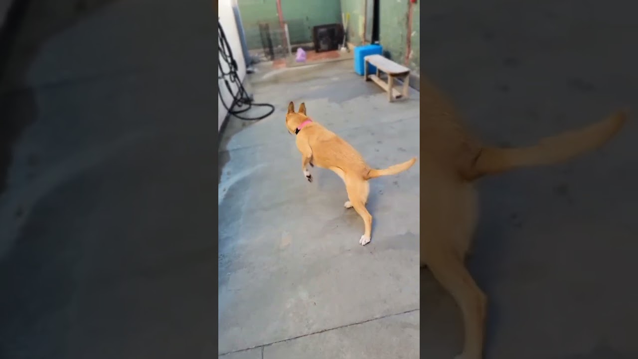 Enlarge Latto, a Adoptable Mixed Breed in San Francisco, CA video 6/6